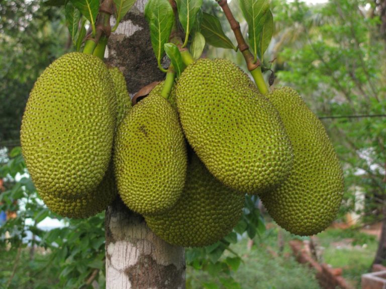 Jackfruit and Diabetes: Is It Safe to Eat?