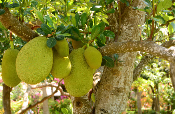 Jackfruit and Diabetes