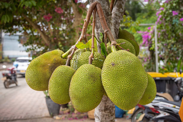 Jackfruit