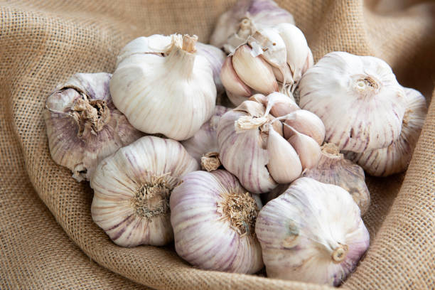 Garlic