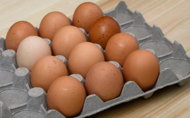 Egg