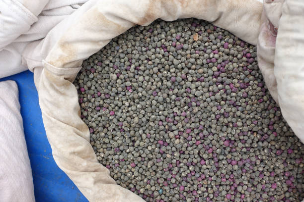 Okra Seeds