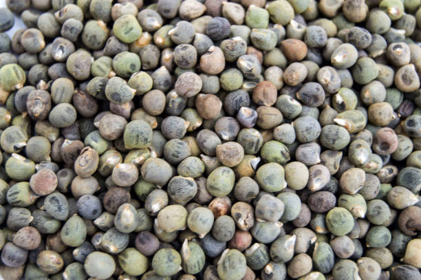 Okra Seeds